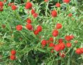 Flores de jardín Globo Amaranto, Gomphrena globosa rojo Foto