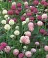 ბაღის ყვავილები მსოფლიოში Amaranth, Gomphrena globosa ვარდისფერი სურათი
