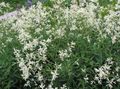 Садовыя Кветкі Горац Альпійскі І Зменлівы, Polygonum alpinum, Persicaria polymorpha белы фота