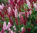 Himalayan Knotweed, Himalayan Fleece Blóm, Polygonum affine, Persicaria affinis burgundy mynd