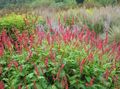 Vrtne Cvjetovi Planina Runo, Polygonum amplexicaule, Persicaria amplexicaulis crvena Foto