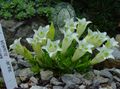 Záhradné kvety Horca, Tolitovitý, Gentiana biely fotografie