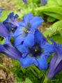 Sodo Gėlės Gencijono, Gluosniai Gencijonas, Gentiana mėlynas Nuotrauka