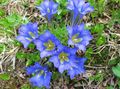 lyse blå Blomst Gentian, Vier Gentian Bilde og kjennetegn