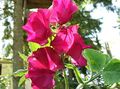 I fiori da giardino Pisello Odoroso, Lathyrus odoratus rosso foto