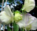 Dārza Ziedi Saldie Zirņi, Lathyrus odoratus balts Foto