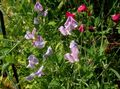Dārza Ziedi Saldie Zirņi, Lathyrus odoratus ceriņi Foto