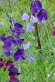 Garden Flowers Sweet Pea, Lathyrus odoratus purple Photo