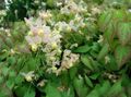 bela Cvet Longspur Epimedium, Barrenwort fotografija in značilnosti