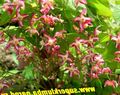 Hage blomster Longspur Epimedium, Barrenwort rød Bilde