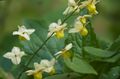 Gartenblumen Longspur Epimedium, Barren gelb Foto