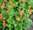 Градински цветове Омайниче, Geum оранжев снимка