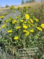Gartenblumen Lockig Tasse Gumweed, Grindelia squarrosa weiß Foto