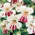 biały Kwiat Mimulus Hybrydowy (Mimulyus) zdjęcie i charakterystyka