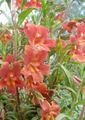 Appiccicoso Monkeyflower