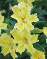 κίτρινος λουλούδι Κολλώδη Monkeyflower φωτογραφία και χαρακτηριστικά