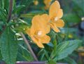 Záhradné kvety Sticky Monkeyflower, Mimulus aurantiacus oranžový fotografie