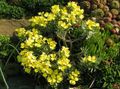 Градински цветове Degenia жълт снимка