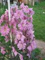pink Blomst Delphinium Foto og egenskaber