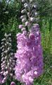 lila Cvet Delphinium fotografija in značilnosti
