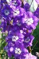 fialový Kvetina Delphinium fotografie a vlastnosti