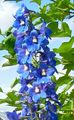 Λουλούδια κήπου Άνθος Δελφίνι, Delphinium μπλε φωτογραφία