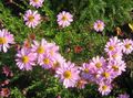 Zahradní květiny Dendranthema růžový fotografie