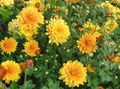 помаранчевий Квітка Хризантема Сибірська (Дендрантема) Фото і характеристика