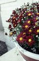 Dārza Ziedi Dendranthema burgundietis Foto