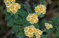 ბაღის ყვავილები Dendranthema ყვითელი სურათი