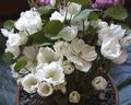 λευκό λουλούδι Twinleaf φωτογραφία και χαρακτηριστικά