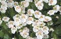 Zahradní květiny Diascia, Twinspur bílá fotografie