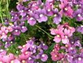 Zahradní květiny Diascia, Twinspur šeřík fotografie