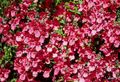 roșu Floare Diascia, Twinspur fotografie și caracteristici