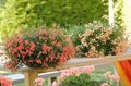 Záhradné kvety Diascia, Twinspur oranžový fotografie