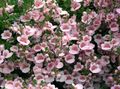 růžový Květina Diascia, Twinspur fotografie a charakteristiky