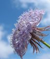 Záhradné kvety Modrý Kvet Čipka, Rottnest Island Sedmokráska, Didiscus orgován fotografie