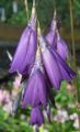 violetti Kukka Enkelin Onki, Keiju Sauva, Wandflower kuva ja ominaisuudet