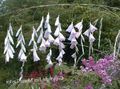 Dārza Ziedi Eņģeļa Makšķere, Pasaku Zizlis, Wandflower, Dierama balts Foto