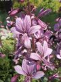 I fiori da giardino Impianto Di Gas, Roveto Ardente, Dictamnus lilla foto
