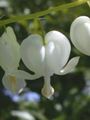 hvit Blomst Blødende Hjerte, Dicentra Bilde og kjennetegn