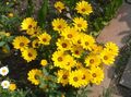 Zahradní květiny Cape Měsíček, Gerbery, Dimorphotheca žlutý fotografie