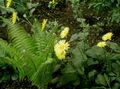 bláthanna gairdín Liopard Ar Bane, Doronicum orientale buí Photo