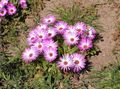 Tuin Bloemen Livingstone Daisy, Dorotheanthus (Mesembryanthemum) roze foto