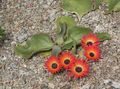 Gartenblumen Livingstone Daisy, Dorotheanthus (Mesembryanthemum) rot Foto