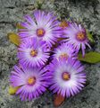Градински цветове Ливингстън Маргаритка, Dorotheanthus (Mesembryanthemum) люляк снимка