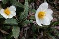 Gartenblumen Nelkenwurz, Dryas weiß Foto