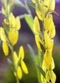 Záhradné kvety Dyer Je Greenweed, Genista tinctoria žltá fotografie