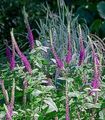 Flores do Jardim Teucrium roxo foto