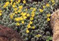 žuta Cvijet Douglasia, Rocky Mountain Patuljak-Jaglac, Vitaliana Foto i karakteristike